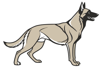 Majestic Belgian Malinois Stands Tall A Symbol of Canine Loyalty, Intelligence, and Alertness A Picture Perfect Representation