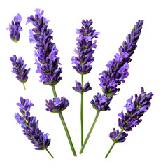 Fresh Lavender Flowers Featuring Purple Blossom Stems