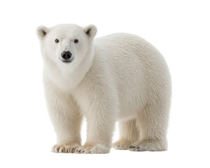 Polar bear standing isolated on transparency background fluffy fur arctic animal winter wildlife looking forward calm expression full body large mammal cold climate