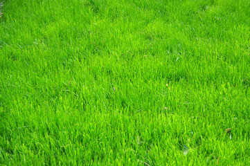A green grass background. Spring bright green lawn grass.
