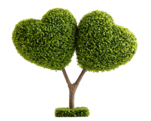 Heart shaped double bush tree lush green foliage isolated on transparency background symbolizing love and nature perfect for romantic garden or eco themes cheerful mood
