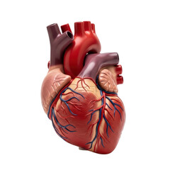 Anatomical model of the human heart. Great for medical and educational purposes.