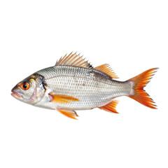 Fototapeta premium A freshwater fish with silver scales and orange fins. It could be used in educational materials or seafood marketing.