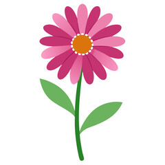 african-daisy vector illustration on-white-background