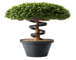 Spiral shaped bush tree green foliage brown trunk black plastic pot isolated on transparency background modern decorative plant creative topiary indoor or outdoor use