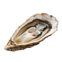 Single, fresh oyster in its shell. Ready to eat, this shellfish is a delicacy.