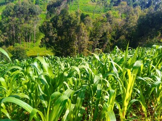 Lush green maize field on a sunny day with forested hills in the background