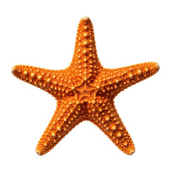 A bright orange starfish displays its unique five arm shape and textured surface. Ideal for marine life, ocean, or summer themed designs.