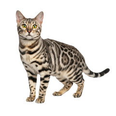 Full body shot of a bengal cat standing. The feline has striking markings and a sleek, muscular build.