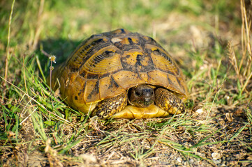 the hermann's tortoise on the grass