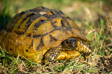 the hermann's tortoise on the grass