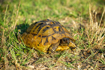 the hermann's tortoise on the grass