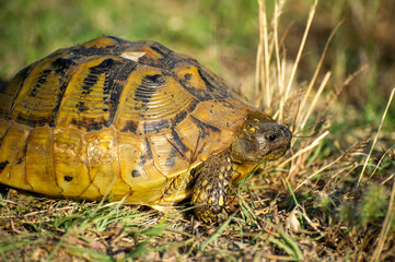 the hermann's tortoise on the grass