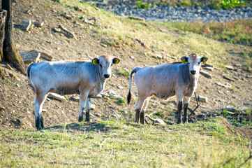 two white cows grazing on the meadow