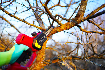 Pruning Chainsaw cut tree branches on sunset. Chainsaw Cordless for tree pruning. Cut branch use...