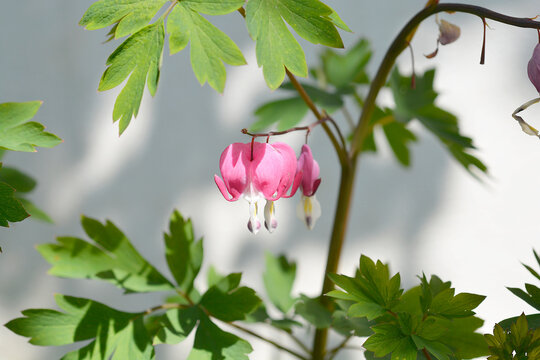 Bleeding heart pink flowers - Latin name - Lamprocapnos spectabilis - Powered by Adobe