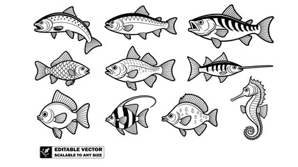 A collection of black and white line art illustrations of different types of fish on white background