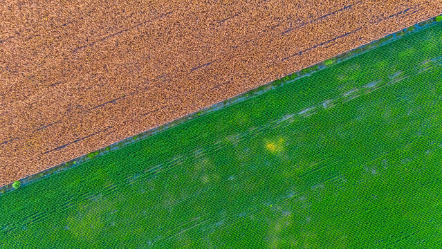 Aerial view of wheat and soy fields in Alvear, Pampas, Argentina