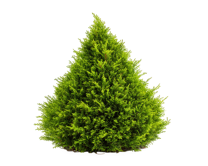 Cone shaped topiary bush tree green foliage isolated nature landscaping garden shrub evergreen decorative outdoor