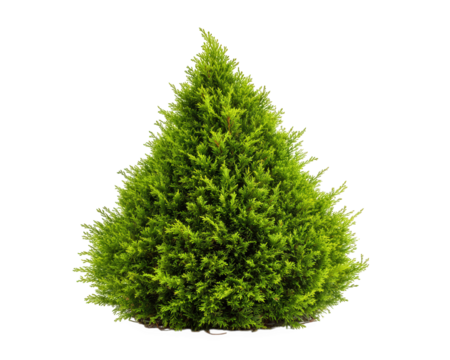 Cone shaped topiary bush tree green foliage isolated nature landscaping garden shrub evergreen decorative outdoor