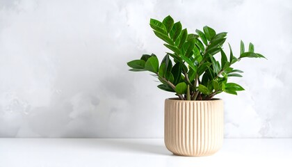 Minimal home decor with green plants high resolution photo