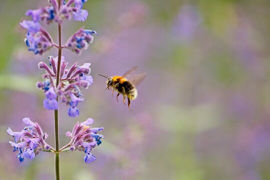 bumble bee and purple flower