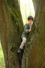 child climbing tree outdoors, exploring nature adventure in forest. young boy in green jacket...