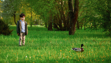 boy observing duck in lush park, capturing innocent curiosity and nature connection. green grass,...