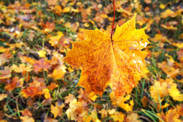 Fallen yellow leaves on ground. Autumn background. Yellow maple leaves fallen from trees on the...