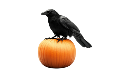A spooky black crow perched on top of a Halloween pumpkin creating a haunting and atmospheric autumn scene isolated on transparent background PNG