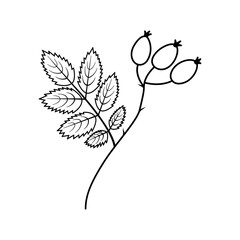 Outline Rose Hip with Leaf and thorn Sticker Icon Logotype Pictogram Minimalist Design element idea