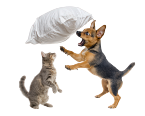 Dog cat pillow playful isolated transparency background fun energetic animal domestic pet joyful action cute furry mammal friendship competition excitement interaction home interior fluffy soft