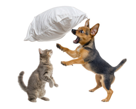 Dog cat pillow playful isolated transparency background fun energetic animal domestic pet joyful action cute furry mammal friendship competition excitement interaction home interior fluffy soft - Powered by Adobe