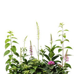 Fototapeta premium Floral arrangements against a stark black backdrop showcase botanical diversity