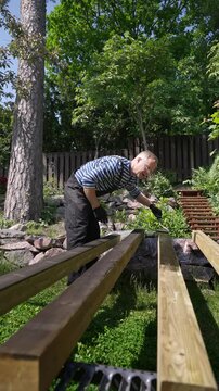 Man staining wooden beams with roller brush outdoors on a sunny day. Middle-aged male wearing striped shirt, work overalls and gloves, working in a green garden. DIY backyard carpentry project