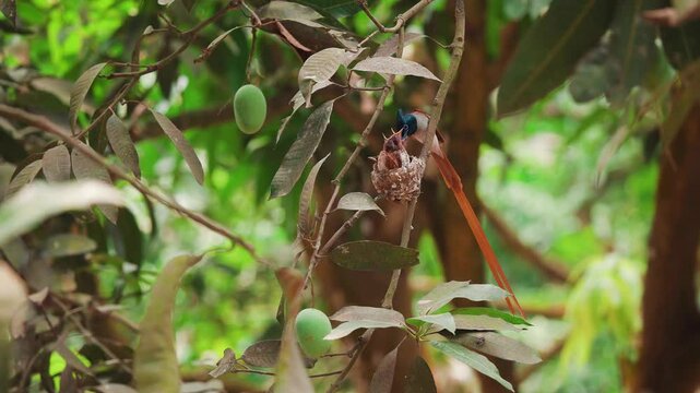 Paradise flycatcher bird 4k closeup footage closeup front side, female back side. four nestling