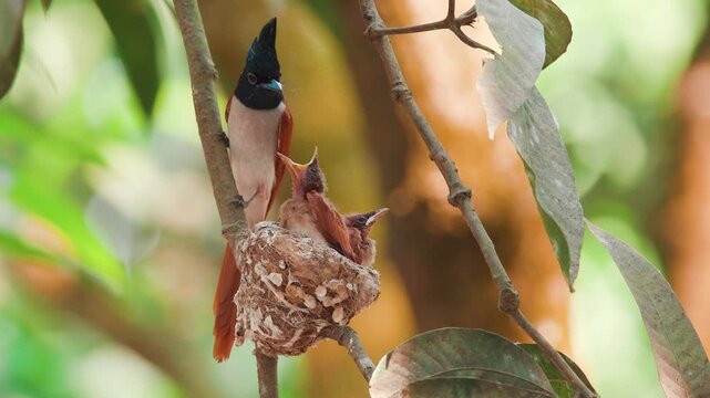 Paradise flycatcher bird 4k closeup footage closeup front side, female back side. four nestling