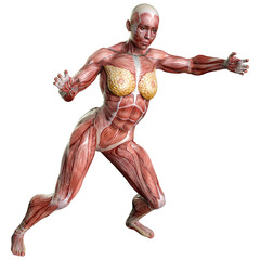 3D Rendering Female Anatomy Figure on White