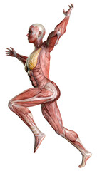 3D Rendering Female Anatomy Figure on White