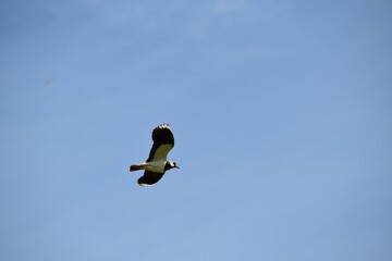 A northern lapwing is flying in the sky in sunny summer day.