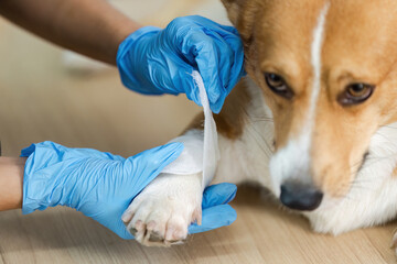 Veterinary Treatment. Vet bandaging corgi dog's paw in clinic.
