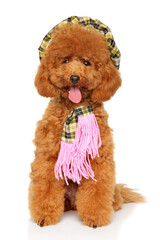 Cute poodle dog in plaid beret and pink scarf