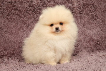 Fluffy Pomeranian puppy sitting on soft purple carpet