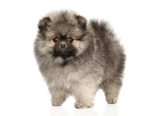 Adorable Fluffy Pomeranian Puppy Standing With Confidence