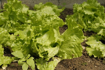 Lettuce plants in a garden