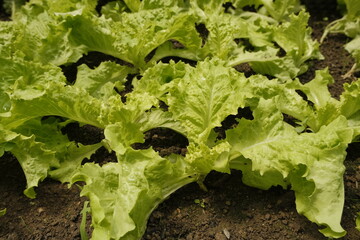 Lettuce plants in a garden