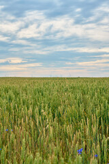 Wheat field with blooming cornflowers and wind turbines on horizon under cloudy sky. Rural eco friendly landscape