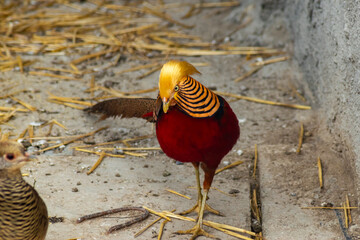 Brightly colored golden pheasant standing on the ground, showing its stunning golden crest and...