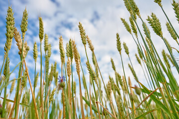 Low angle view of wheat ears growing under bright summer sky. Concept of natural agriculture and...