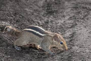 Indian Palm Squirrel Northern Palm Squirrel or Chipmunk in a Natural Outdoor Environment